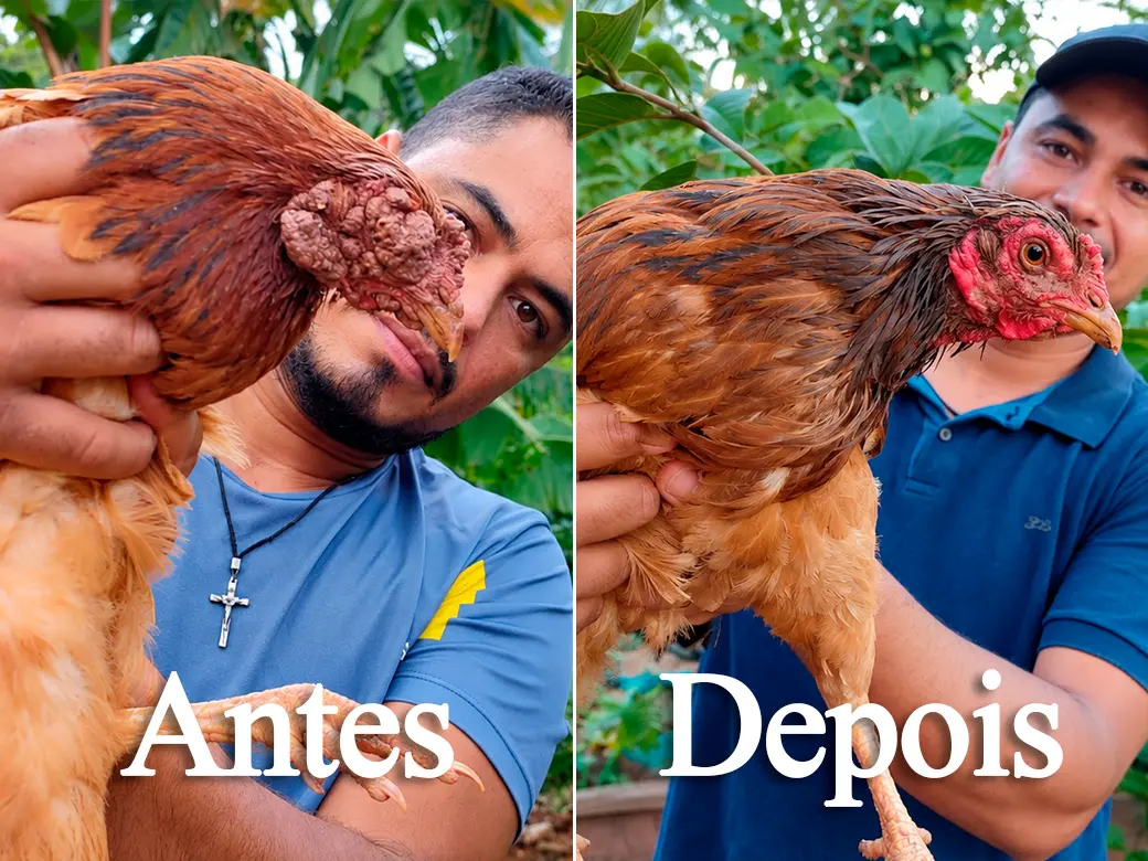 Antes e depois: criador segurando uma galinha com bouba aviária e, depois, a mesma galinha recuperada